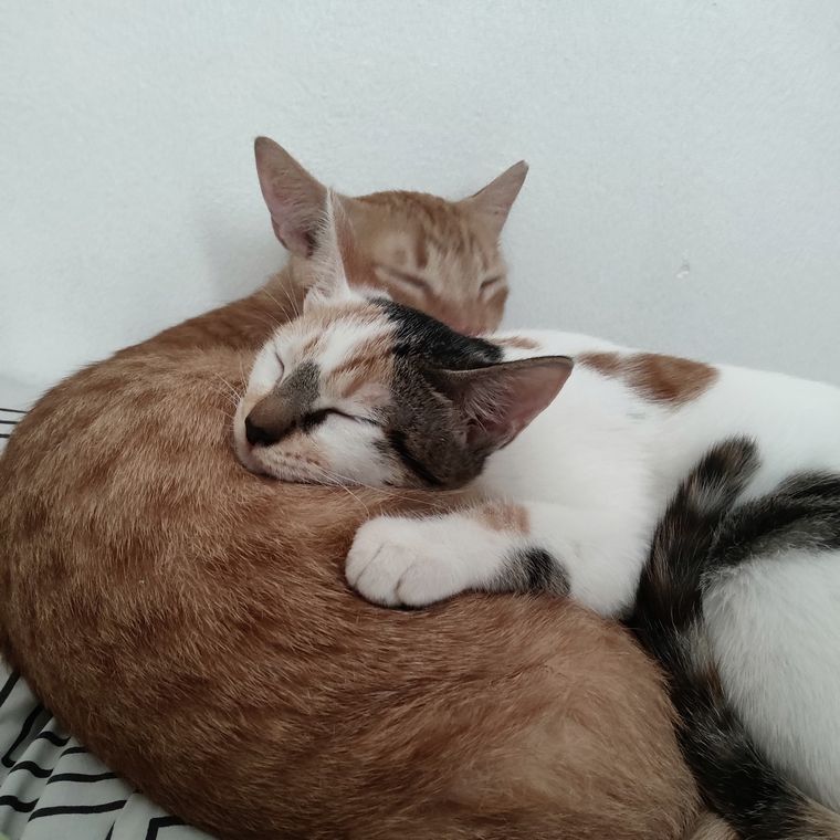 Two rescued kittens asleep together