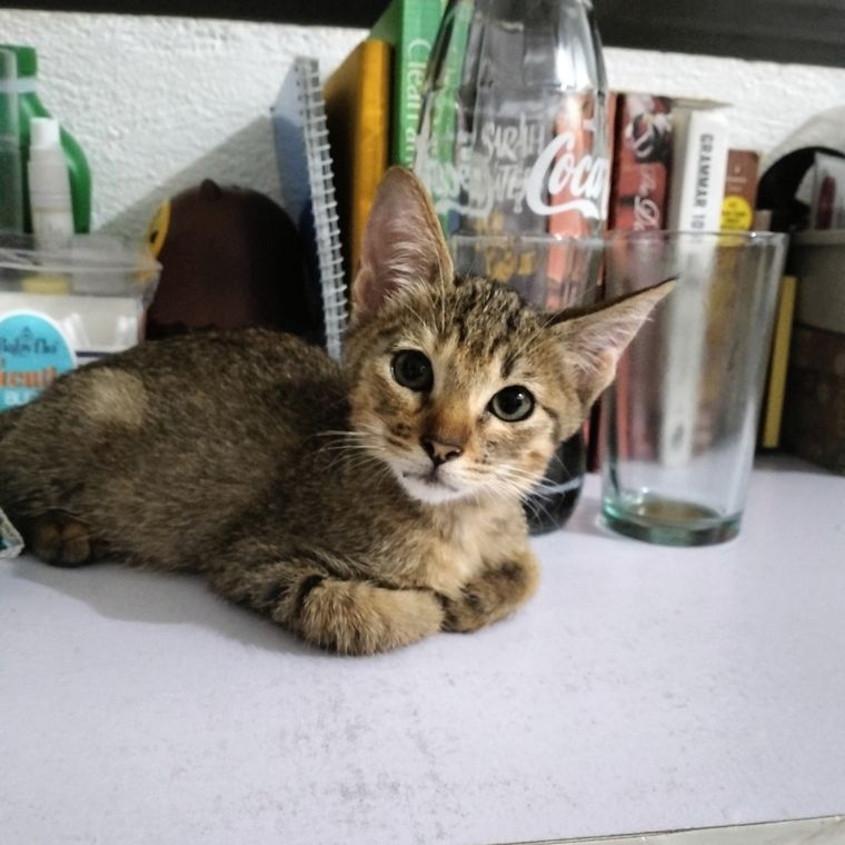 A rescued tabby cat sitting on a desk