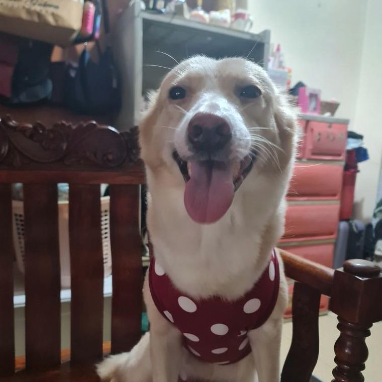 One of the three rescued dogs