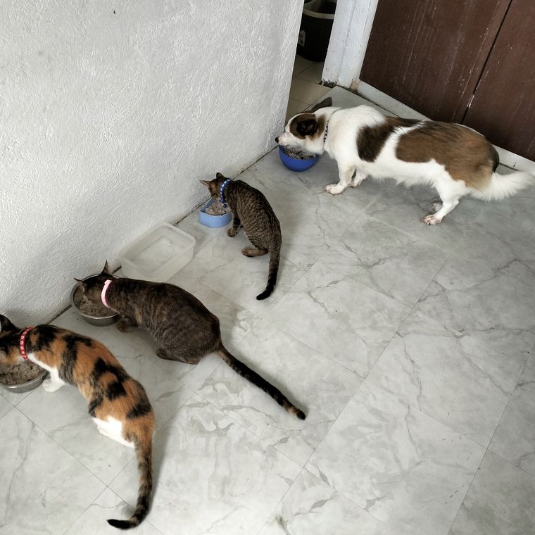 Several rescued cats and a dog at their food bowls