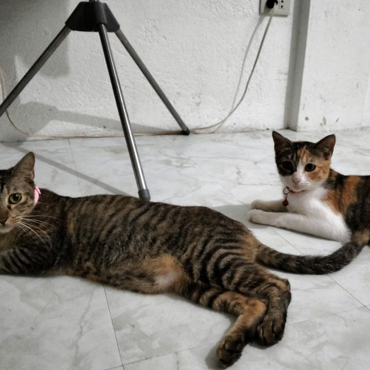Two rescued cats resting on the floor